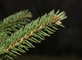 Ель обыкновенная (Picea abies) Picea-abies