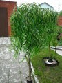 Ива зеленая (Salix) Salix - фото 4760
