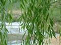 Ива зеленая (Salix) Salix