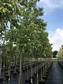 Клён ясенелистный (acer negundo) acer-negundo - фото 4797