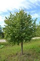 Липа сердцевидная  (Tilia cordata) Tilia-cordata1 - фото 4808