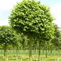 Липа сердцевидная  (Tilia cordata) Tilia-cordata1