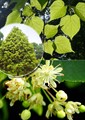 Липа сердцевидная  (Tilia cordata) Tilia-cordata1