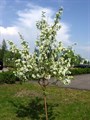 Яблоня ягодная (Malus baccata) Malus-baccata - фото 4811