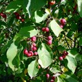 Яблоня ягодная (Malus baccata) Malus-baccata