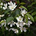 Яблоня ягодная (Malus baccata) Malus-baccata