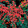 Кизильник блестящий (Cotoneaster lucidus) Cotoneaster-lucidus