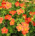 Лапчатка (Potentilla) Potentilla