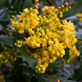 Магония падуболистная (Mahonia aquifolium) Mahonia-aquifolium