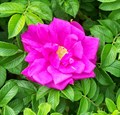 Роза морщинистая (Rosa rugosa) Rosa-rugosa