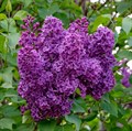 Сирень обыкновенная (Syringa vulgaris) Syringa-vulgaris