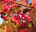 Бересклет крылатый  (Euonymus alatus) Euonymus-alatus