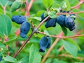 Жимолость обыкновенная (Lonicera xylosteum) Lonicera-xylosteum