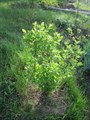 Жимолость голубая (Lonicera caerulea) Lonicera-caerulea - фото 4883