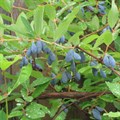 Жимолость голубая (Lonicera caerulea) Lonicera-caerulea