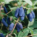 Жимолость голубая (Lonicera caerulea) Lonicera-caerulea