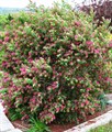 Жимолость татарская (Lonicera tatarica) Lonicera-tatarica - фото 4886