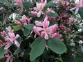 Жимолость татарская (Lonicera tatarica) Lonicera-tatarica