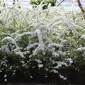 Спирея Грефшейм (Spiraea x cinerea Grefsheim) Spiraea-cinerea-Grefsheim Спирея Грефшейм (Spiraea x cinerea Grefsheim) Spiraea-cinerea-Grefsheim