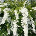 Спирея Грефшейм (Spiraea x cinerea Grefsheim) Spiraea-cinerea-Grefsheim Спирея Грефшейм (Spiraea x cinerea Grefsheim) Spiraea-cinerea-Grefsheim