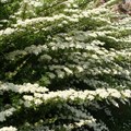 Спирея ниппонская (Spiraea nipponica) Spiraea-nipponica