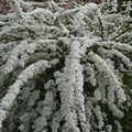 Спирея ниппонская (Spiraea nipponica) Spiraea-nipponica