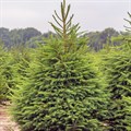 Ель обыкновенная (Picea abies) Picea-abies - фото 4949
