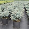 Ель голубая Глаука Глобоза (лат. Picea pungens Glauca Globosa) 1794 - фото 4960
