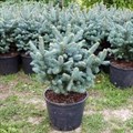 Ель голубая Глаука (лат. Picea pungens Glauca) 1795 - фото 4962