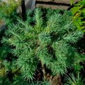 Лиственница голубая (лат. Larix Kaempferi) 1801 - фото 4977