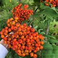 Рябина обыкновенная (Sorbus aucuparia) Sorbus-aucuparia