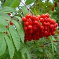 Рябина обыкновенная (Sorbus aucuparia) Sorbus-aucuparia