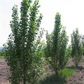 Тополь ленинградский (Populus) Populus