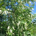 Черёмуха виргинская (Padus virginiana) Padus-virginiana