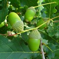Дуб черешчатый (Quercus robur) Quercus-robur Дуб черешчатый (Quercus robur) Quercus-robur