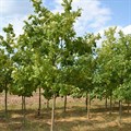 Дуб черешчатый (Quercus robur) Quercus-robur Дуб черешчатый (Quercus robur) Quercus-robur