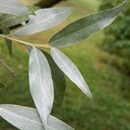 Ива белая (Salix alba) Salix alba