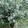 Ива белая (Salix alba) Salix alba