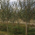 Ива белая (Salix alba) Salix alba