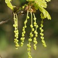 Дуб черешчатый (Quercus robur) Quercus-robur Дуб черешчатый (Quercus robur) Quercus-robur