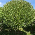 Ива ломкая, шаровидная (Salix fragilis) - фото 5062