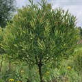 Ива ломкая, шаровидная (Salix fragilis) Salix-fragilis
