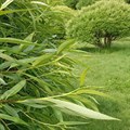 Ива ломкая, шаровидная (Salix fragilis) Salix-fragilis
