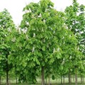 Каштан конский (Aesculus) Aesculus