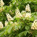 Каштан конский (Aesculus) Aesculus