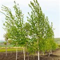 Береза бородавчатая (Betula pendula) Betula-pendula