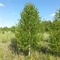 Береза бородавчатая (Betula pendula) Betula-pendula