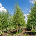 Береза пушистая (Betula pubescens) Betula-pubescens