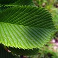 Вяз шершавый (ulmus glabra) ulmus-glabra