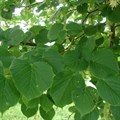 Липа крупнолистная(Tilia platyphyllos) Tilia-platyphyllos